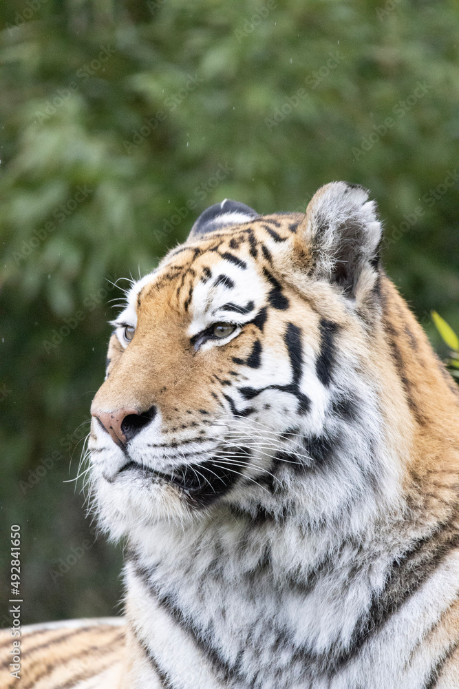 tiger in the wild tiger in the wild