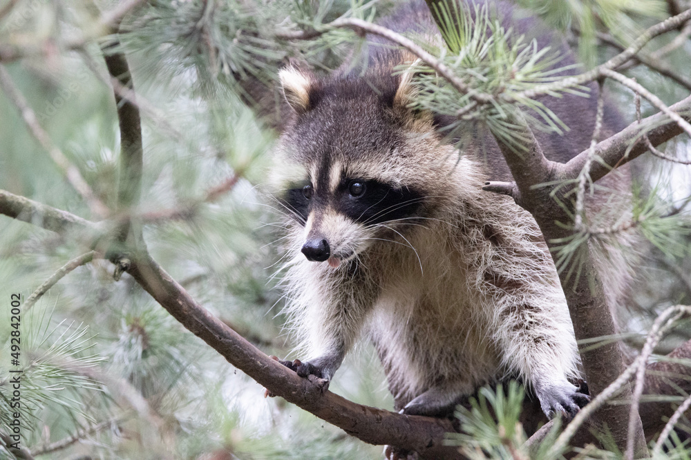 Obraz premium squirrel in the tree