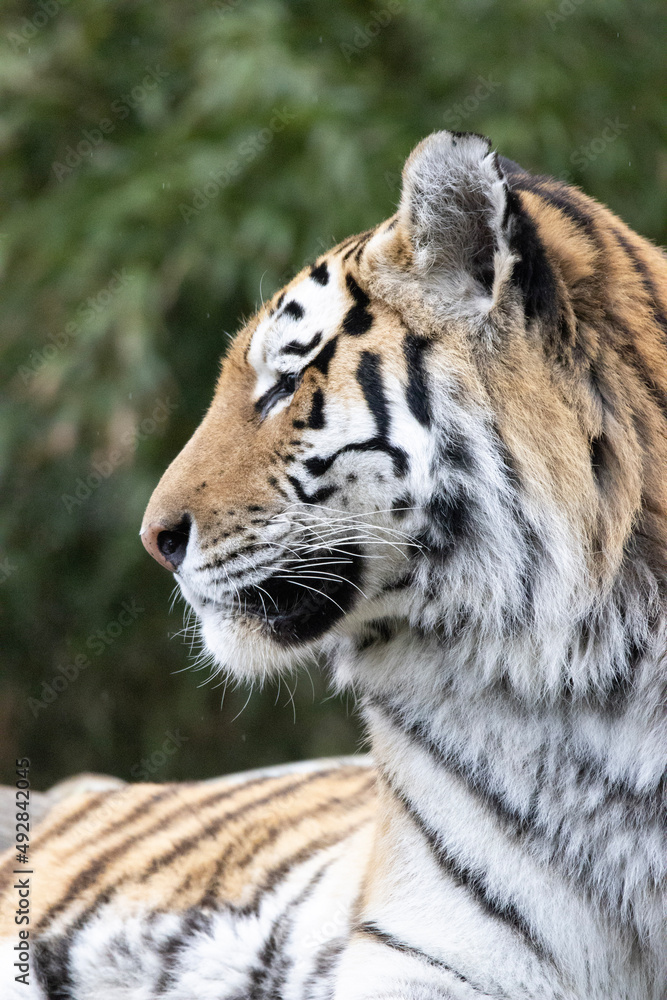 Obraz premium tiger in the zoo