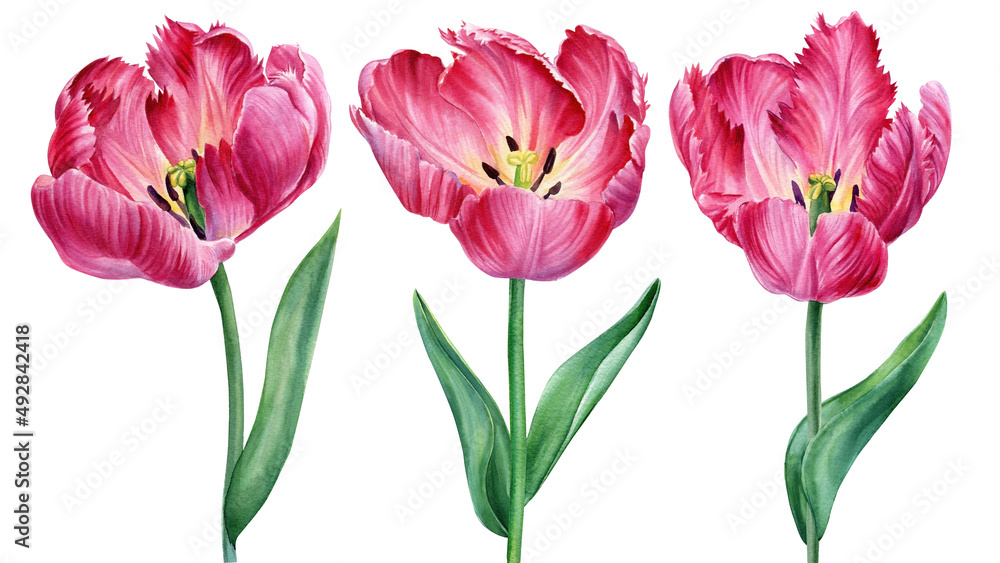 Set flowers. Tulips on isolated white background watercolor botanical painting Set flowers. Tulips on isolated white background watercolor botanical painting