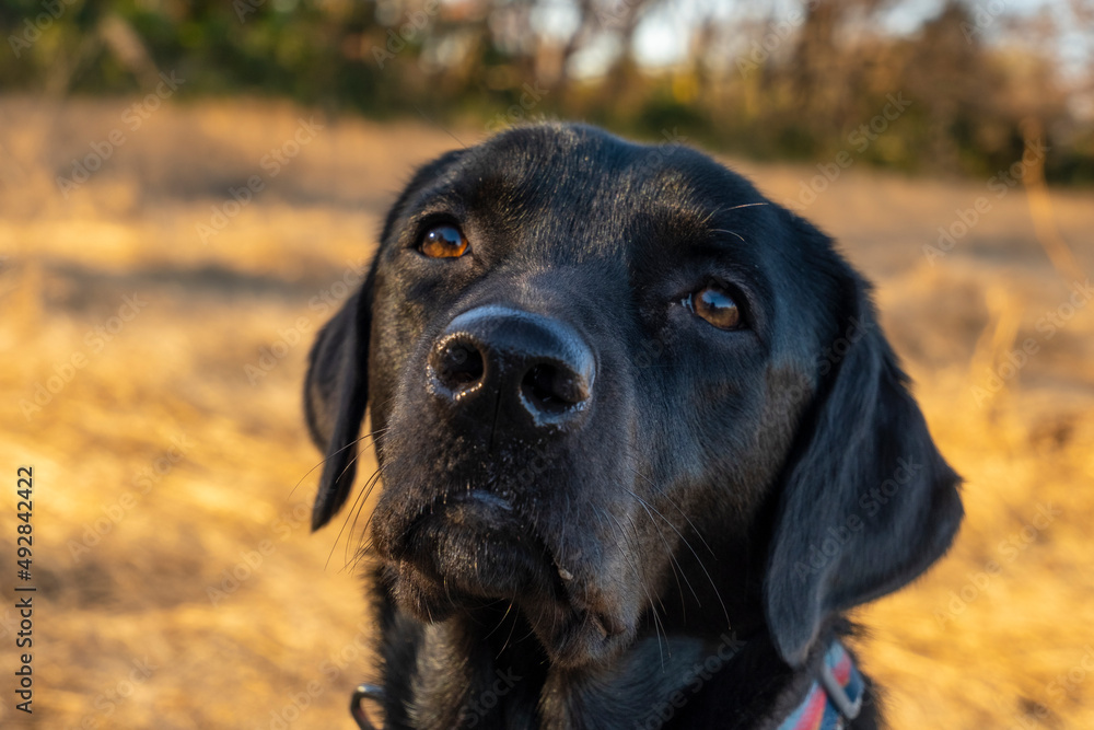 原っぱの犬 原っぱの犬