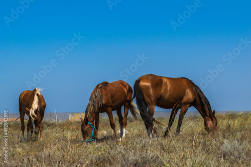 horses in the steppe © Игорь Масленников