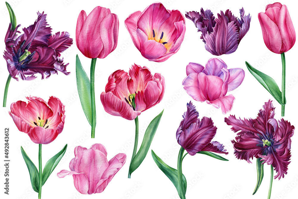 Set flowers. Tulips on isolated white background botanical painting Set flowers. Tulips on isolated white background botanical painting