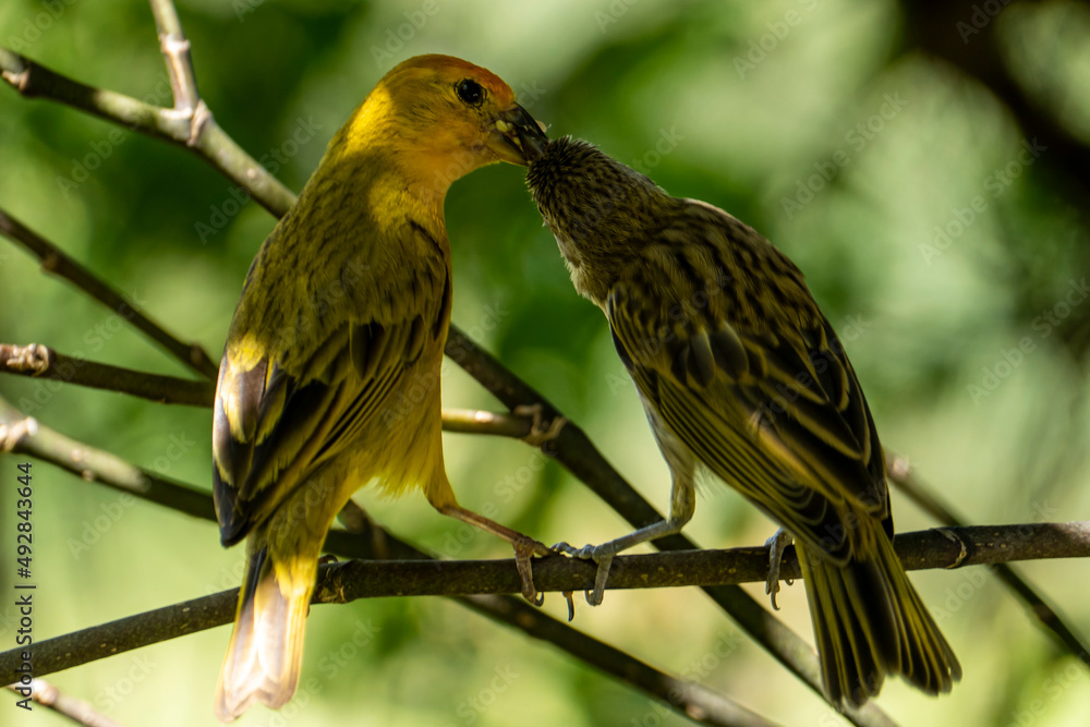 Saffron finch (Sicalis flaveola) feeding baby bird also known as