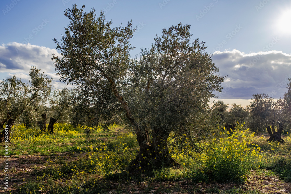 Olive trees springtime field
