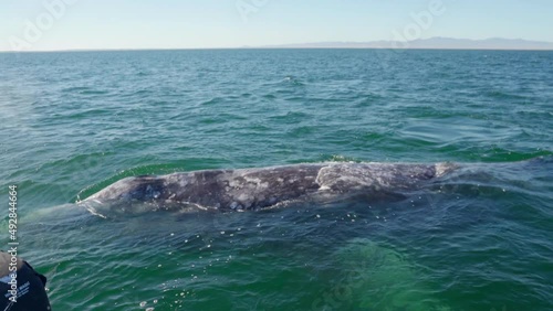 Whale in the water of Baja California Mexico lagoon. Gray whale in blue water beautiful video footage photo
