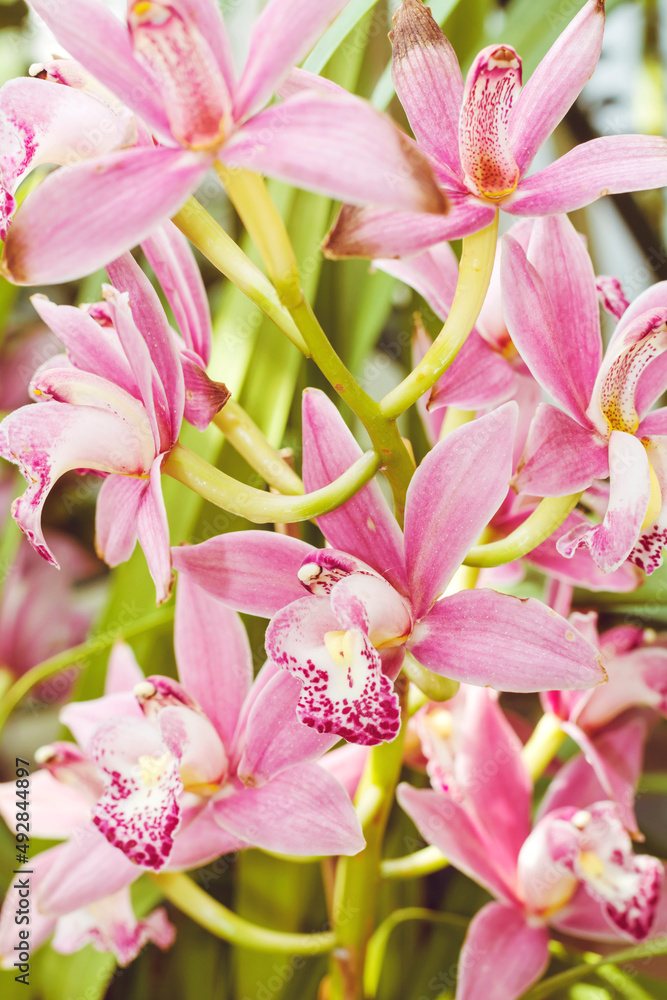 Fototapeta premium Close up of a Pink Orchid Flowers
