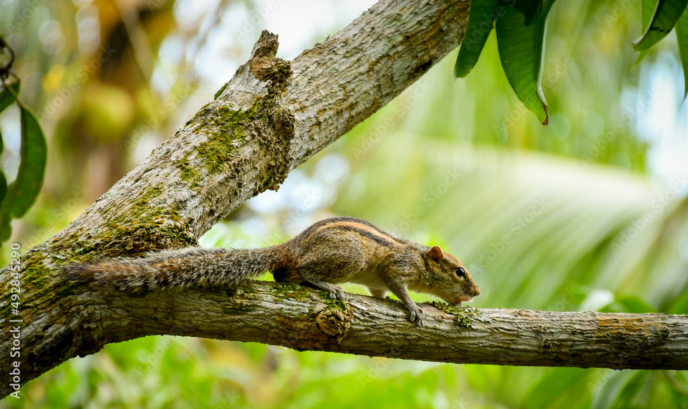 Fototapeta premium Squirrel on a mango tree