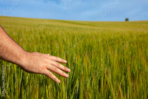 Hand Feeling the Crops in a Field of Barley