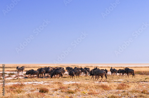 Group of blue wildebeest, Connochaetes taurinus / Blue wildebeest in Etosha National Park, Namibia. © ub-foto