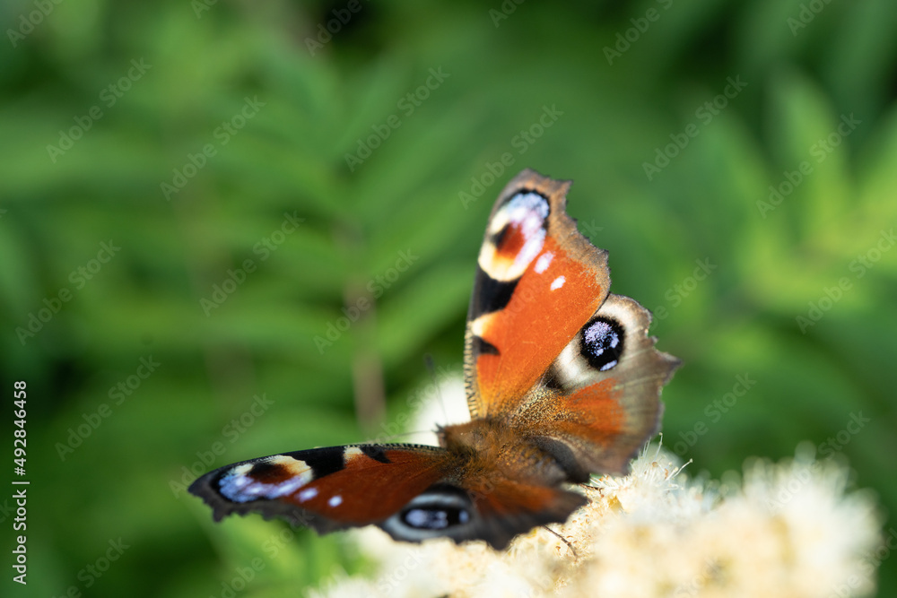 Fototapeta premium peacock eye on green leaves background. Sunny, summer day. There is space for text. Peace, love concept