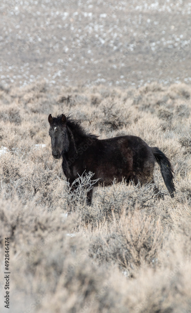 Fototapeta premium Wild Horse in the Idaho High Desert in Winter