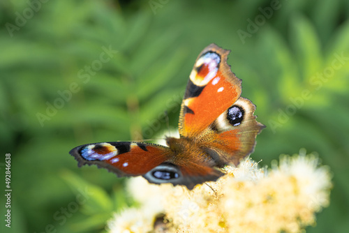 peacock eye on green leaves background. Sunny, summer day. There is space for text. Peace, love concept