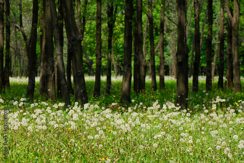 Fototapeta Naklejka Na Ścianę i Meble -  Dandelions on the background of tree trunks.