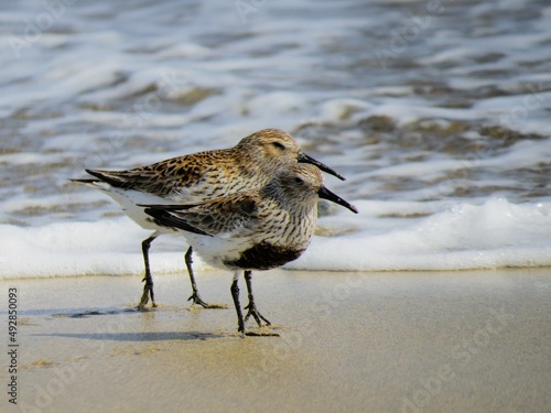 Bonita pareja de correlimos común (Calidris alpina) con plumaje de verano en la playa de Maspalomas, Gran Canaria, España. Aves que vagan por la orilla en busca de alimento. photo