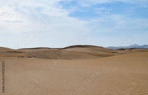 Las dunas costeras de la playa de Maspalomas  isla de Gran Canaria  Espa  a. Paisaje des  rtico y costero dise  ado por el efecto del viento sobre la arena.