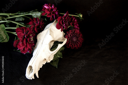 A coyote skull sits on a textured leather base, surrounded by red dahlia flowers and foxtail weeds.