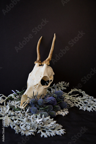 A young deer skull with antlers sits on a bed of blue thistle flowers and silver ragwort leaves. 