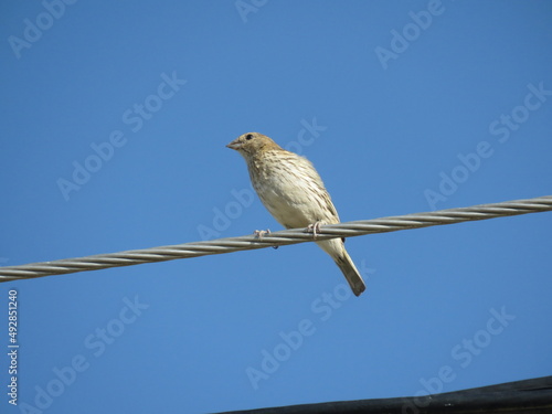 Sicalis flaveola Ave Pajarito