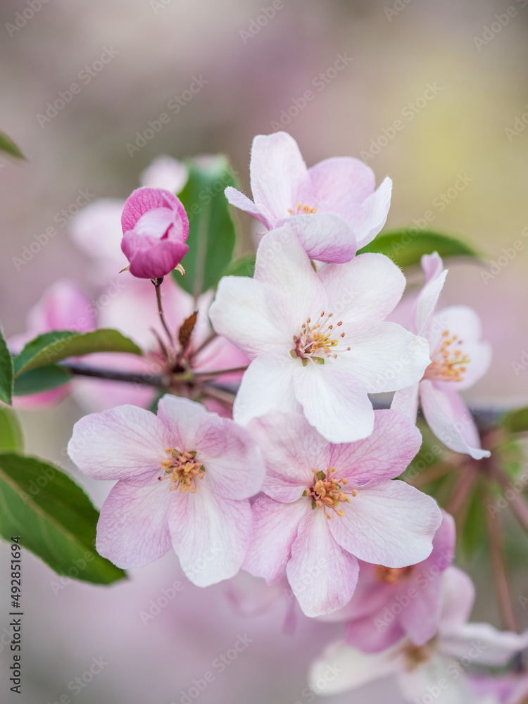 Fresh pink flowers of a blossoming apple tree with blured background