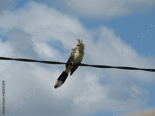 Guira guira Ave Pirincho