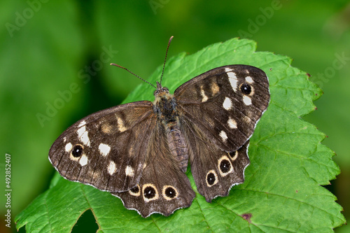 Speckled wood butterfly male, sitting motionless on a leaf. With spread wings, closeup. Blurred background, copy space. Genus Pararge aegeria tircis.