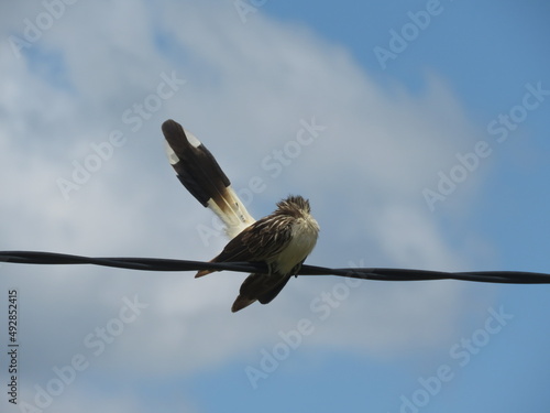 Guira guira Ave Pirincho