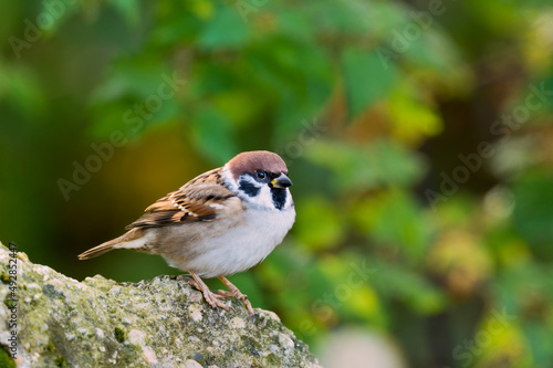 Tree sparrow sitting motionless on a stone. Side view, closeup. Blurred natural green background, copy space. Genus Passer montanus. 