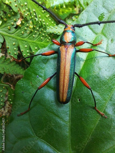 Fototapete Xystrocera is a type of beetle that has long horns from the Cerambycidae family