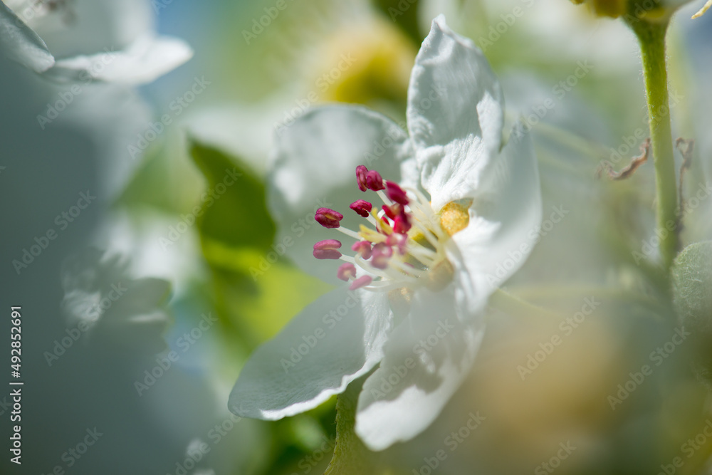 Obraz premium Apfelbaumblüte