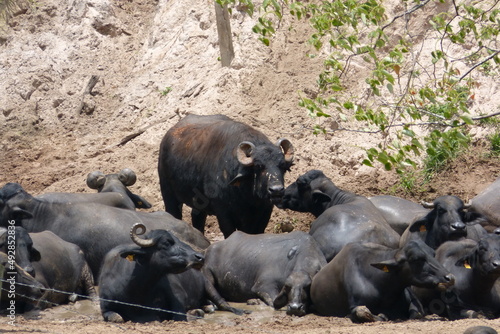 A group of buffaloes in the field in Alcântara, Maranhão, Brazil. photo