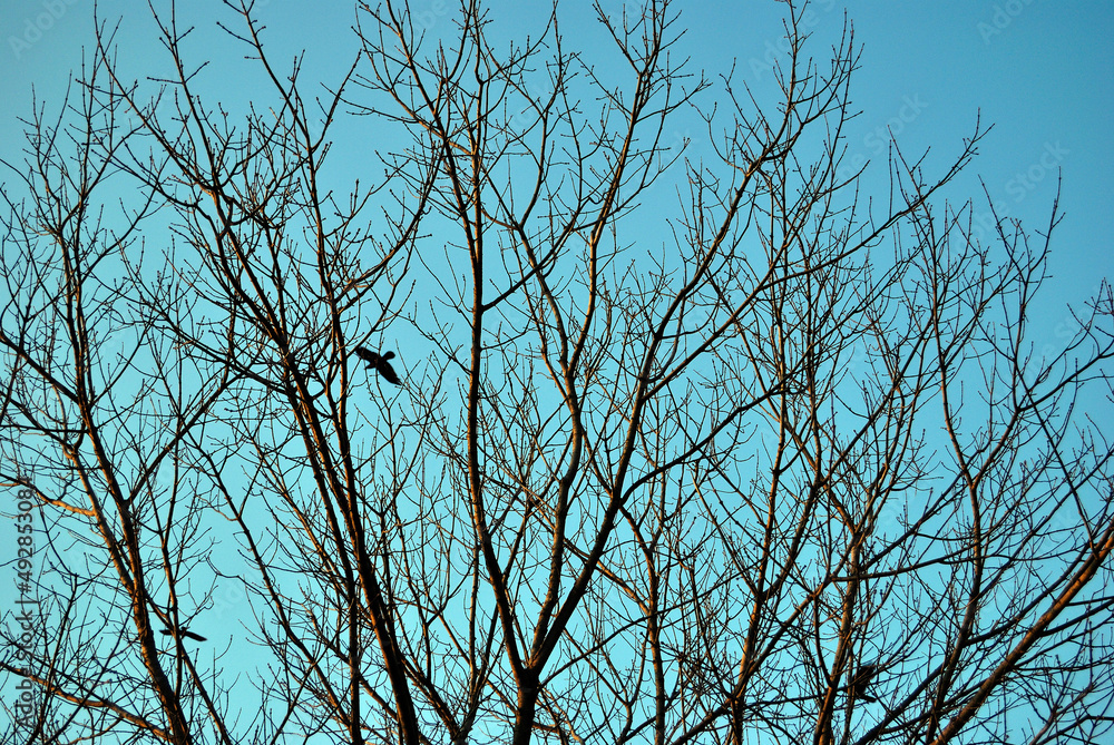 Obraz premium winter tree branches blue sky