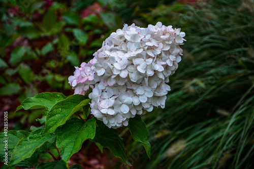 A large peegee hydrangea (Hydrangea paniculata Grandiflora') photo