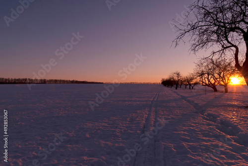 winter snow field tree sunset