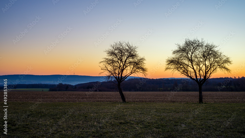 Bäume auf einer Wiese am Morgen, im Hintergrund der Sonnenaufgang