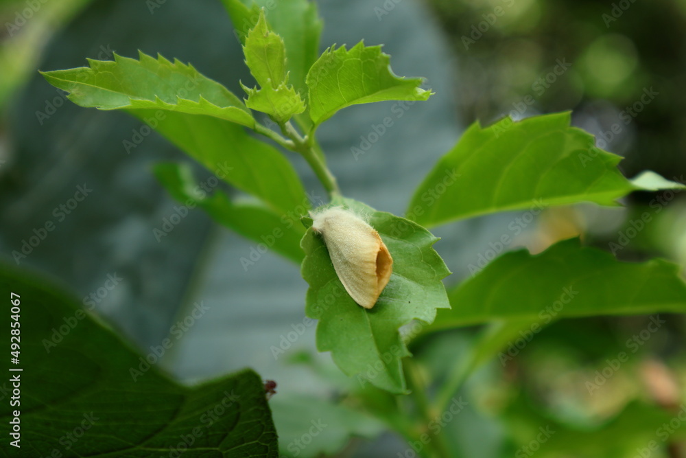 Close up of a Cream color hairy moth on top of a leaf Close up of a Cream color hairy moth on top of a leaf