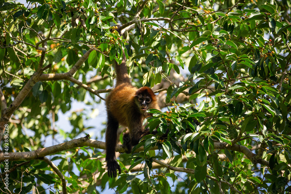 Central American Spider Monkey Central American Spider Monkey
