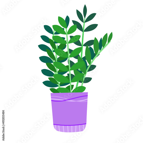 Vector illustration of decorative leafly house plant.  Illustration of zamiokulkas in a pot photo