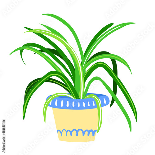 Vector illustration of green house plant in pot. Decorative leafy houseplant chlorophytum photo