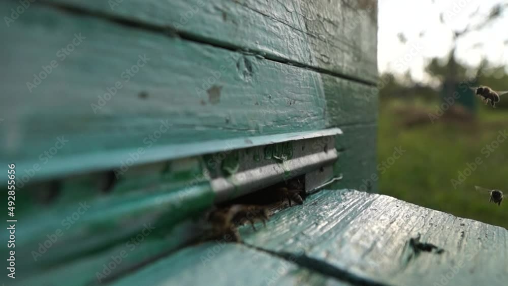 Rural apiary and honey production. Bee hive. Swarm of insects. Rural apiary and honey production. Bee hive. Swarm of insects.