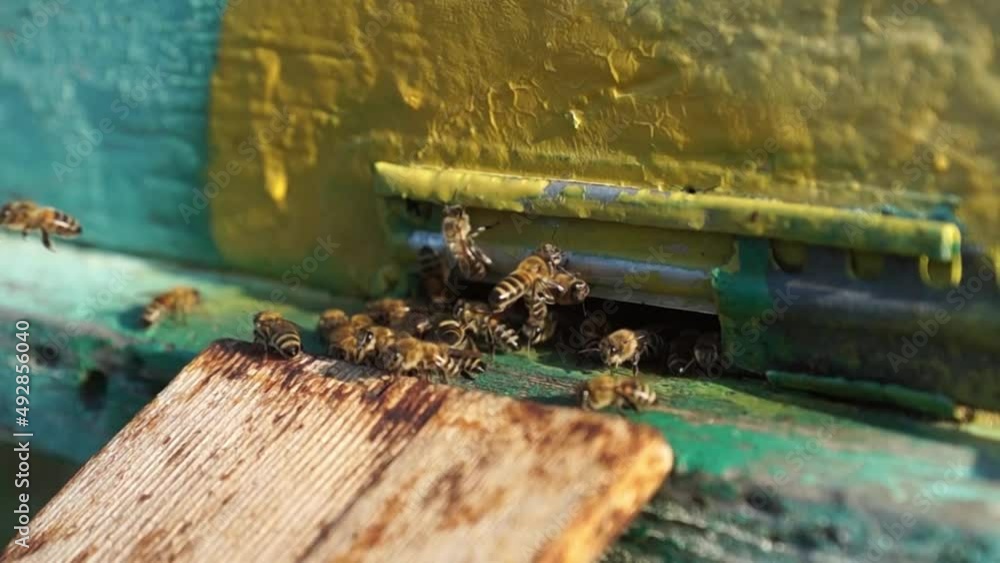Rural apiary and honey production. Bee hive. Swarm of insects. Rural apiary and honey production. Bee hive. Swarm of insects.