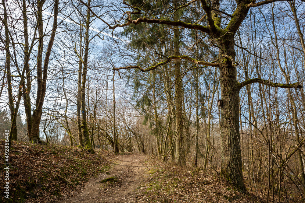 Alter Baum neben dem Wanderweg Alter Baum neben dem Wanderweg
