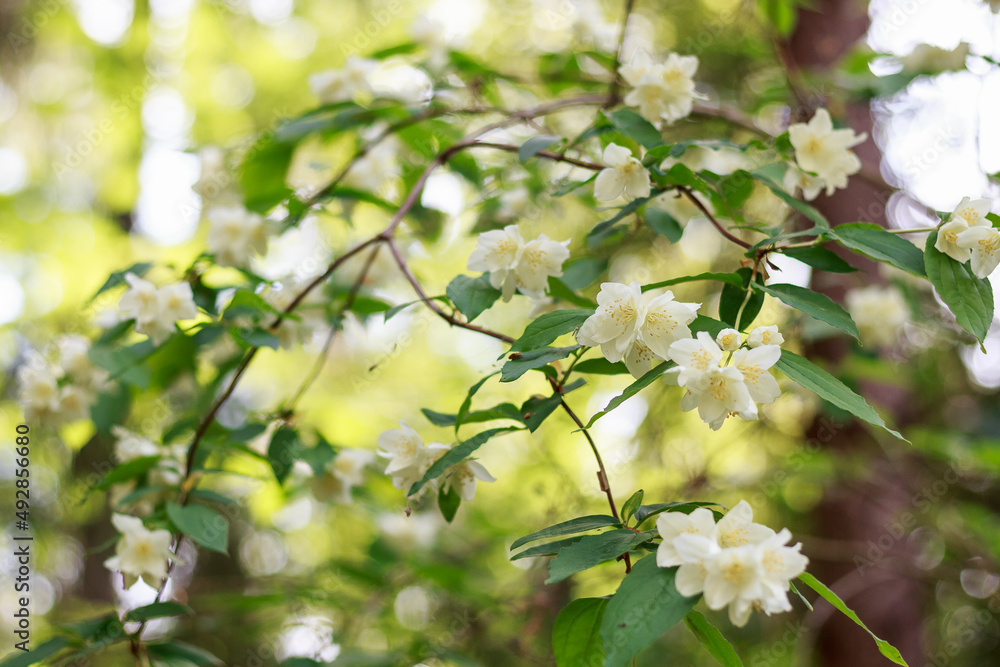 Many white flowers on the tree, green leaves, summer sunny day, summer, nature, macro, flowers. Many white flowers on the tree, green leaves, summer sunny day, summer, nature, macro, flowers.