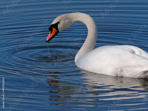 Fototapeta Naklejka Na Ścianę i Meble -  Close-up of an elegant white swan swimming in the lake
