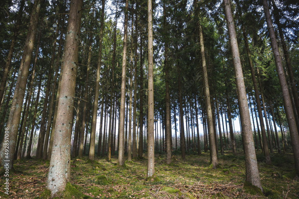 Fichten im Wald Fichten im Wald