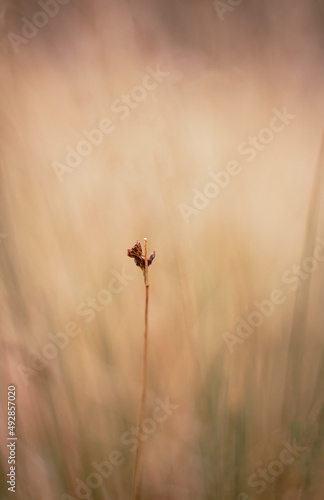 Close up photo of grass with blured background. Nature, plant toned concept