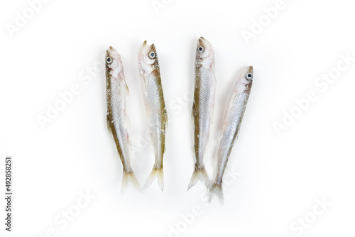 Deep frozen raw smelt fishes with ice pieces isolated on white background. Top view, copy space. Osmerus eperlanus. photo