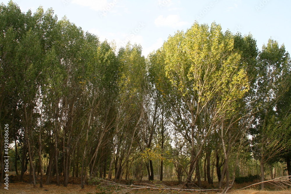Obraz premium Trees with blue sky and clouds