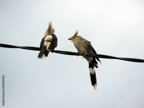 Pajaro Ave en los cables