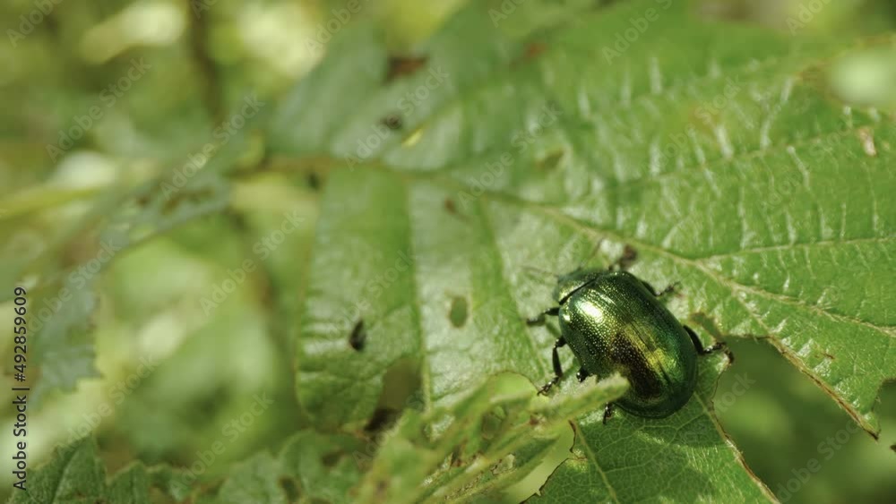 A green shiney beetle crawling on the leaf of the plant in the garden in Estonia A green shiney beetle crawling on the leaf of the plant in the garden in Estonia